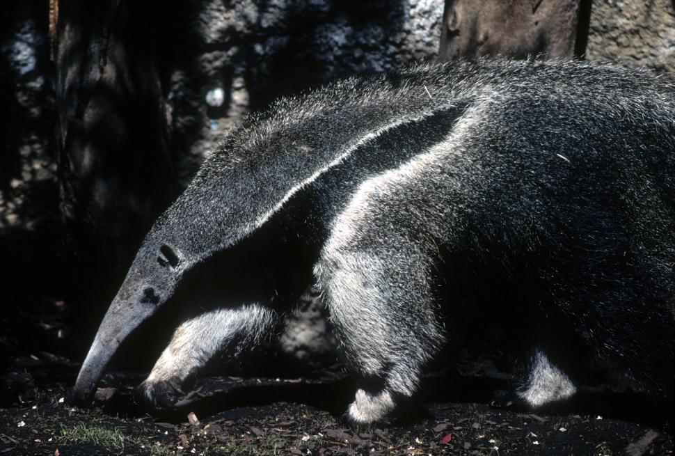 Free Image of Giant anteater 
