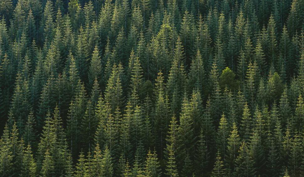 Free Image of Dense evergreen forest from above 