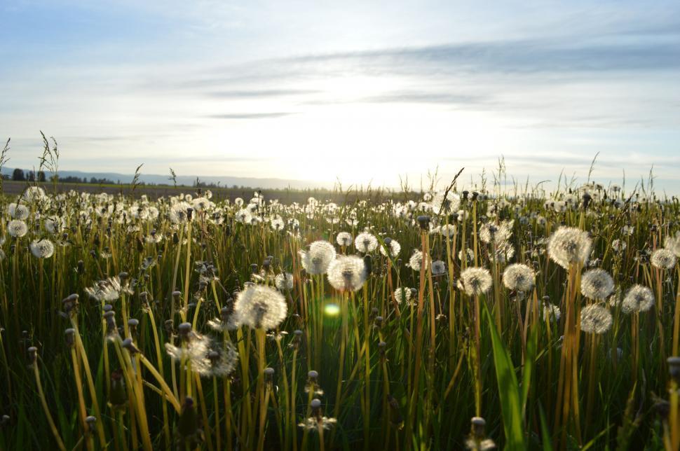 Free Image of Dandelion field at sunset 