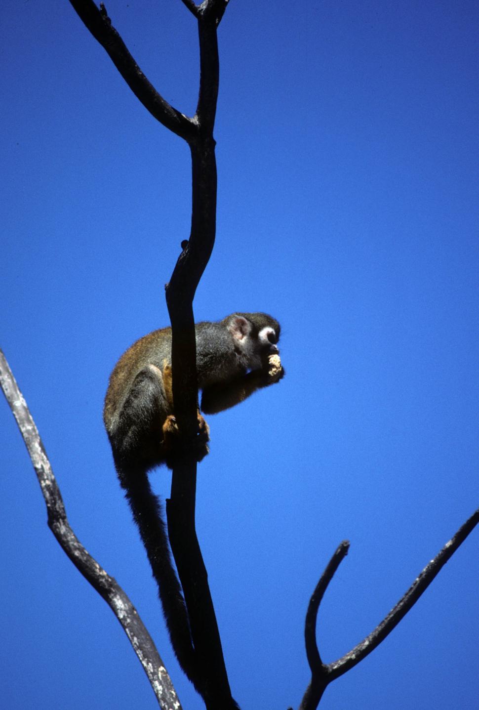 Free Image of Black squirrel monkey 