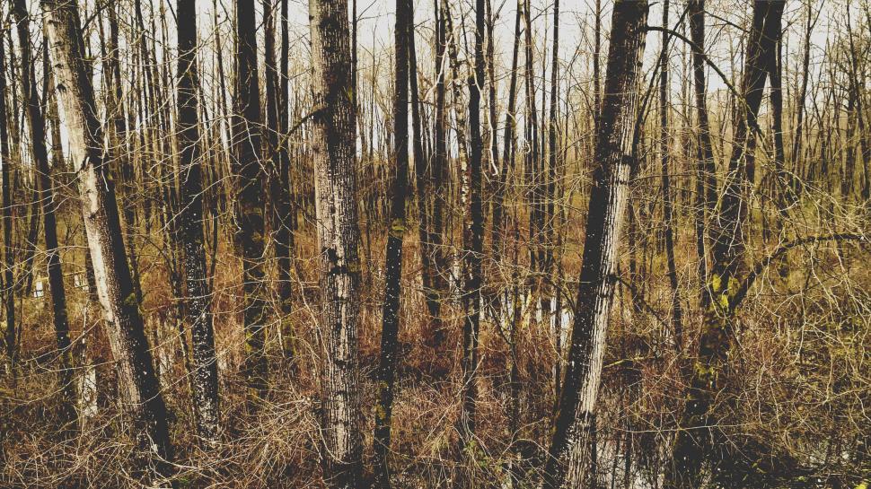 Free Image of Bare trees in a dense forest 