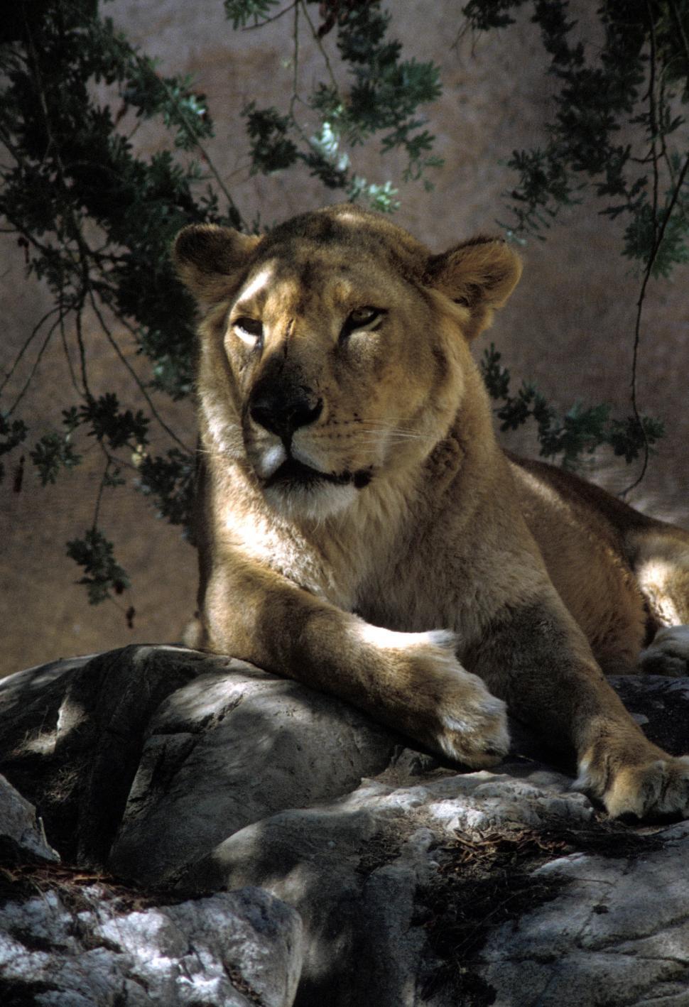 Free Image of Lioness 