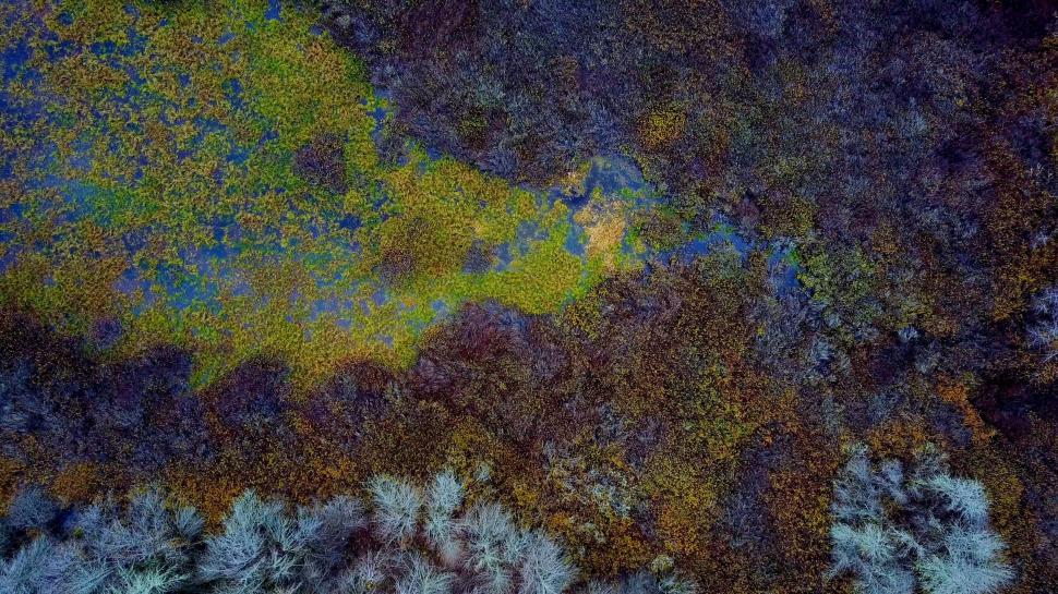 Free Image of Overhead view of vibrant marshland textures 