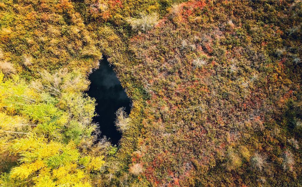 Free Image of Aerial autumn foliage surrounding a pond 
