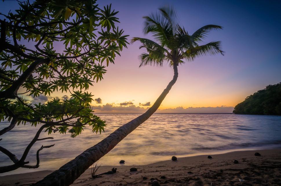 Free Image of Tropical beach sunset with leaning palm 
