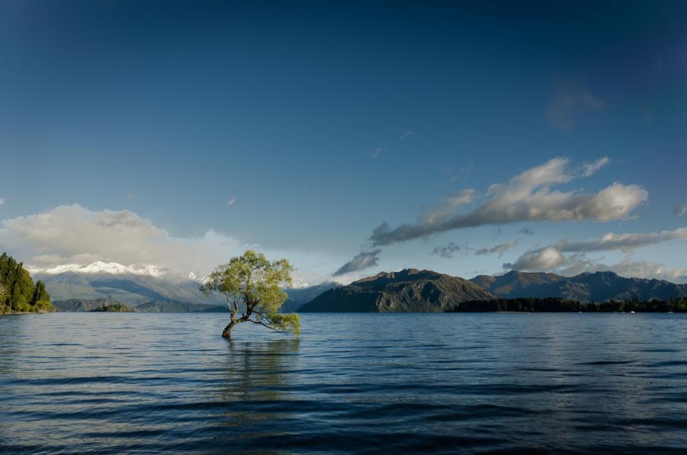 Free Image of Solitary tree in serene lake landscape 