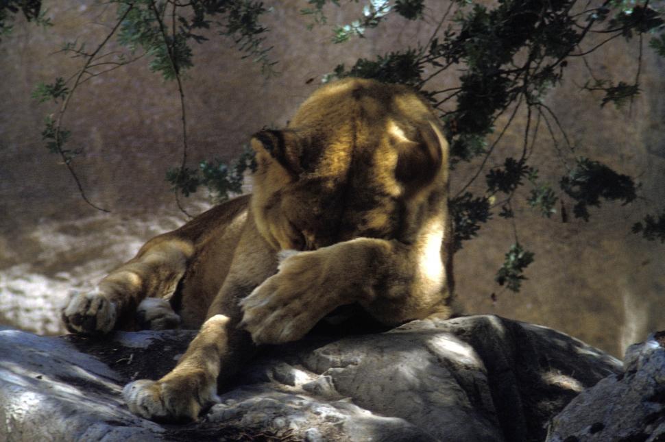 Free Image of Lion cleaning 