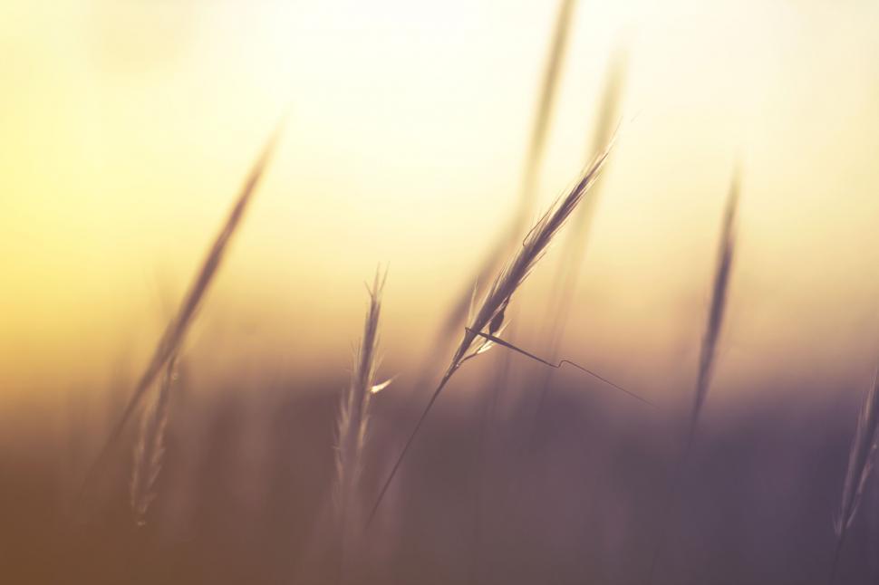 Free Image of Delicate grass blades with soft light 