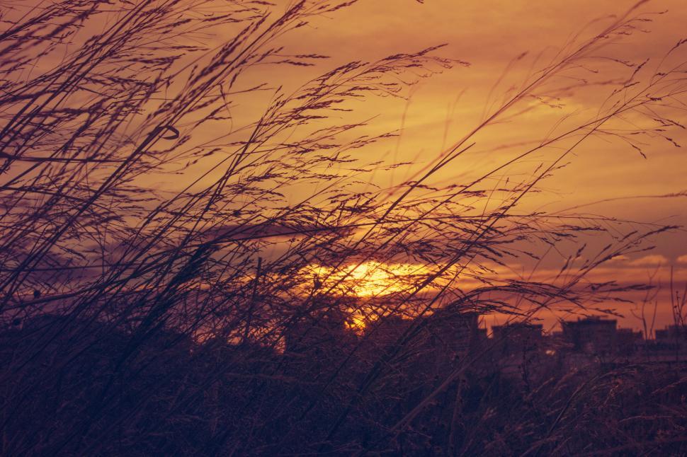 Free Image of Sunset through grass with urban backdrop 