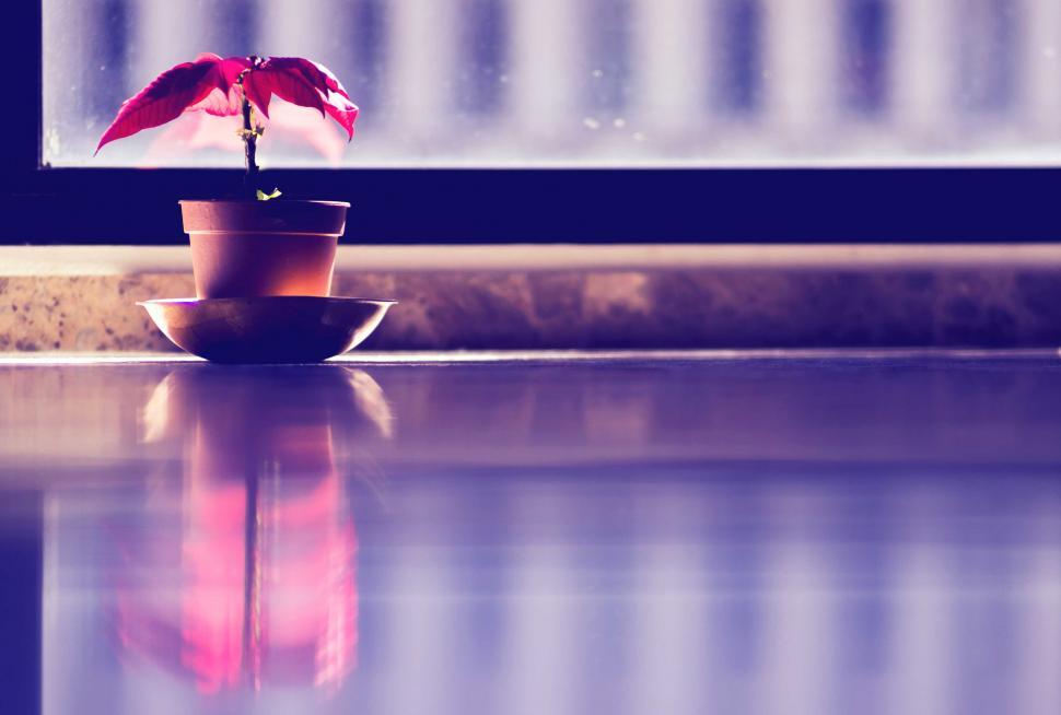 Free Image of Purple plant in a pot indoor reflection 