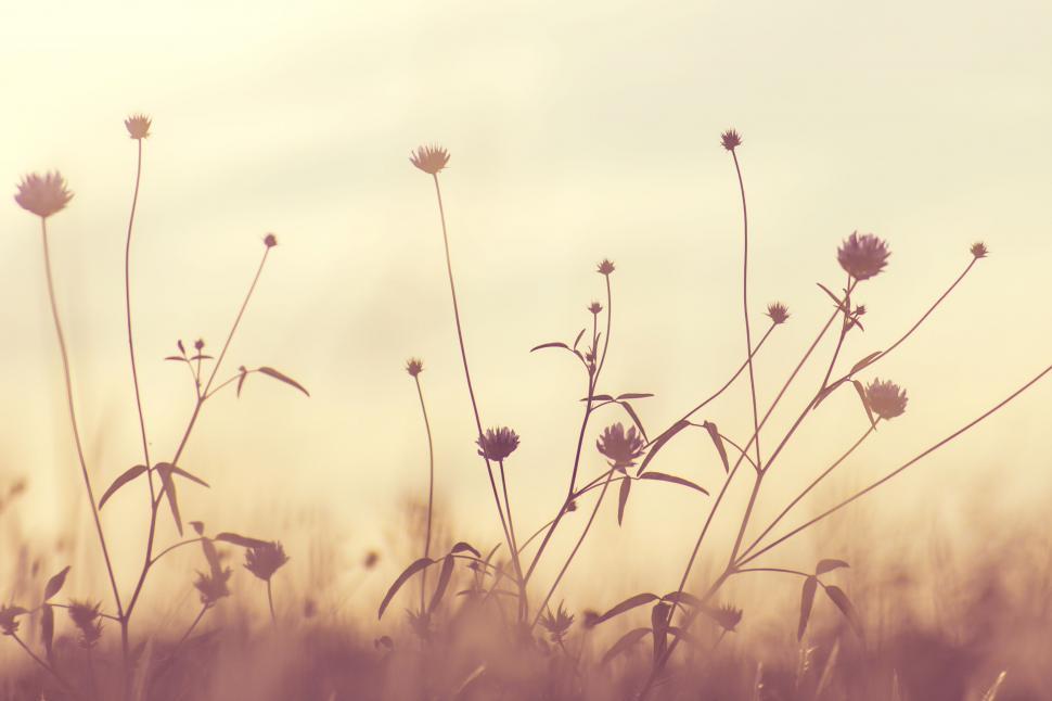 Free Image of Wildflowers silhouetted against evening sky 