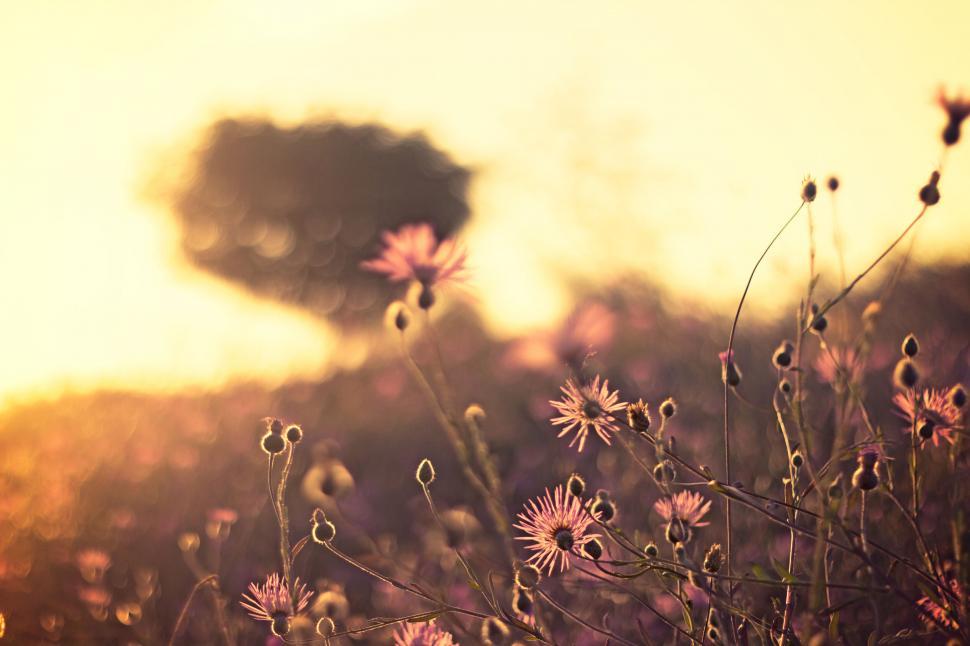 Free Image of Flowers blooming in a field at golden hour 