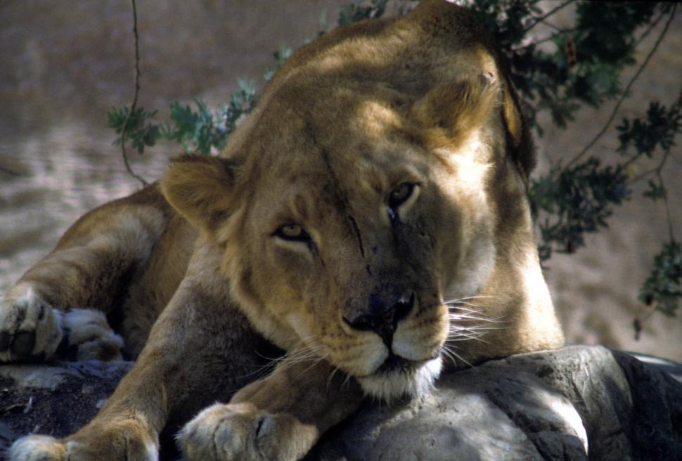 Free Image of Lion in zoo 