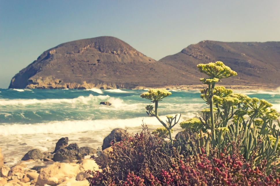 Free Image of Coastal landscape with wildflowers and waves 