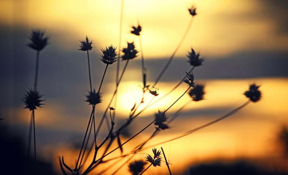 Free Image of Silhouettes of plants against sunset sky 