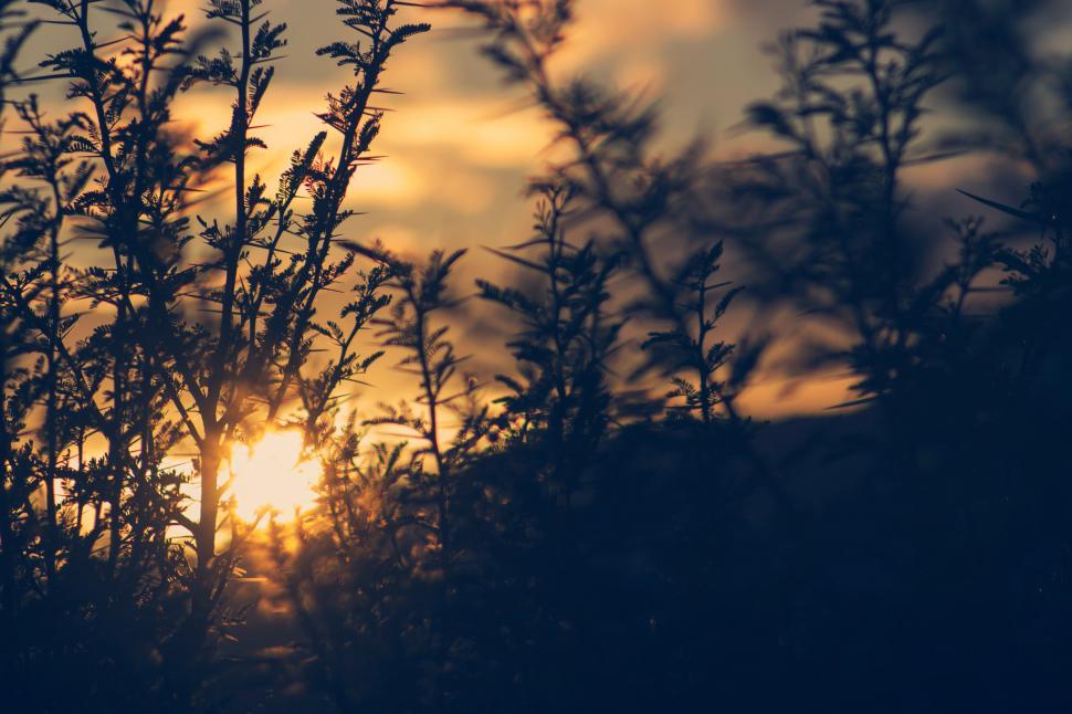 Free Image of Backlit plants and sunset creating a warm scene 