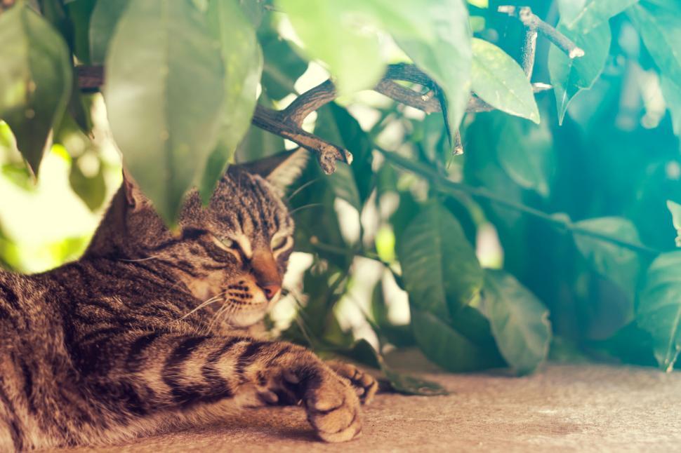Free Image of Tabby cat lounging under leafy shadows 