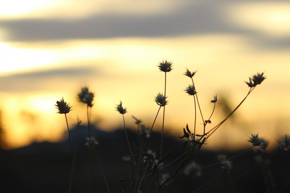 Free Image of Silhouetted plants against a sunset sky 