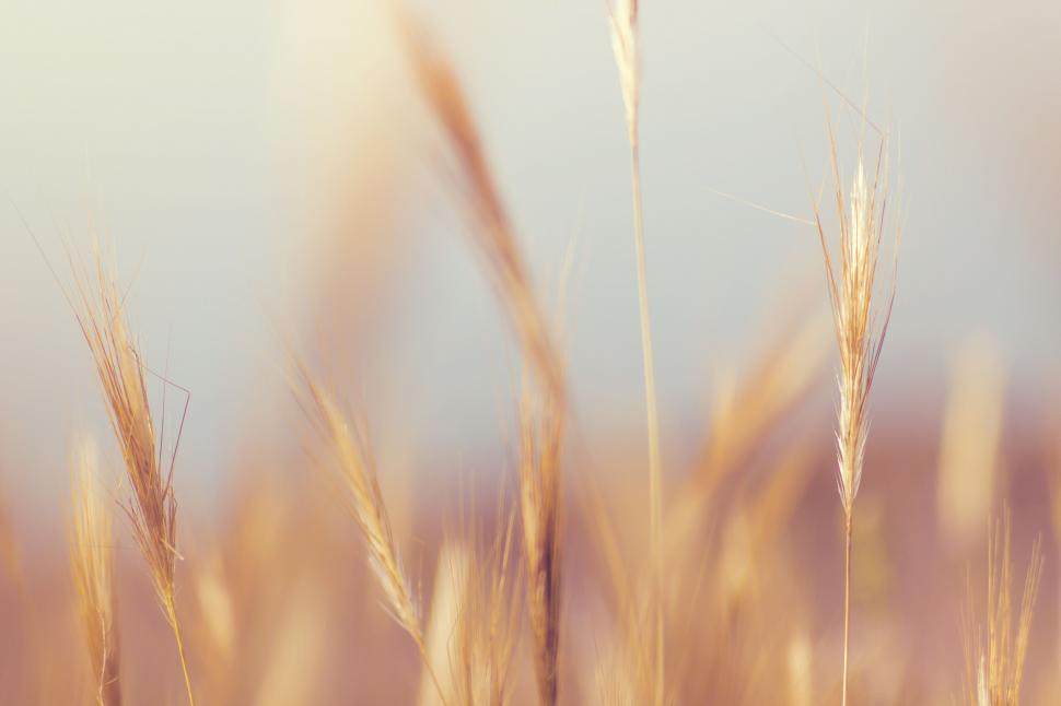 Free Image of Wheat field under a soft focus sky 