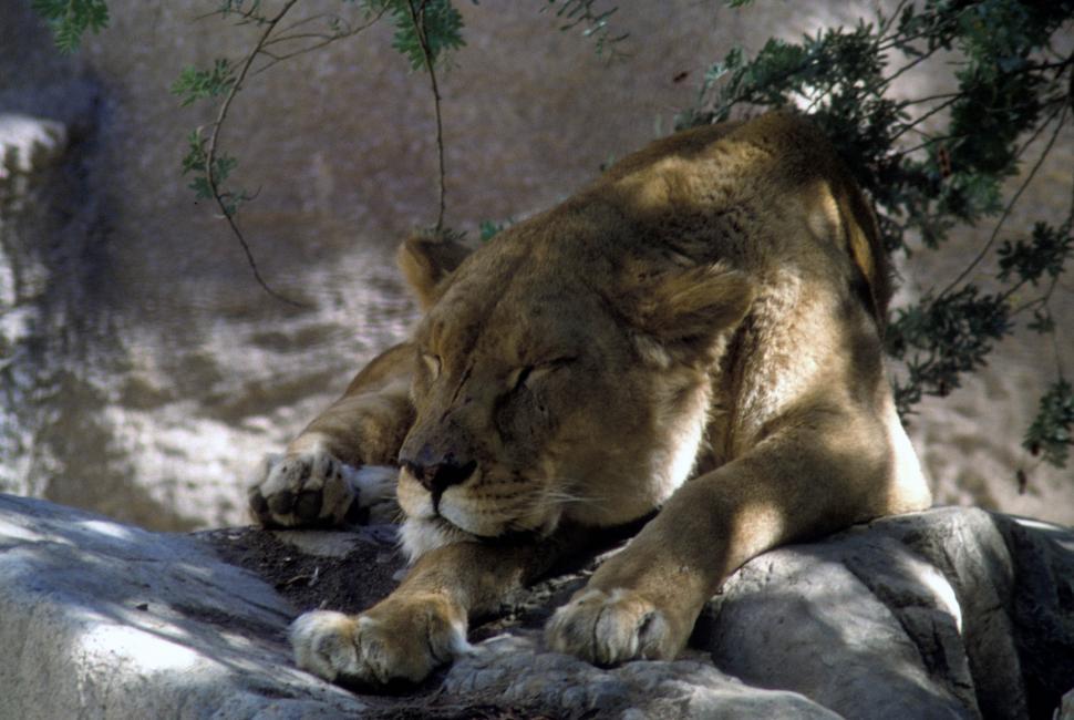 Free Image of Sleeping lioness 