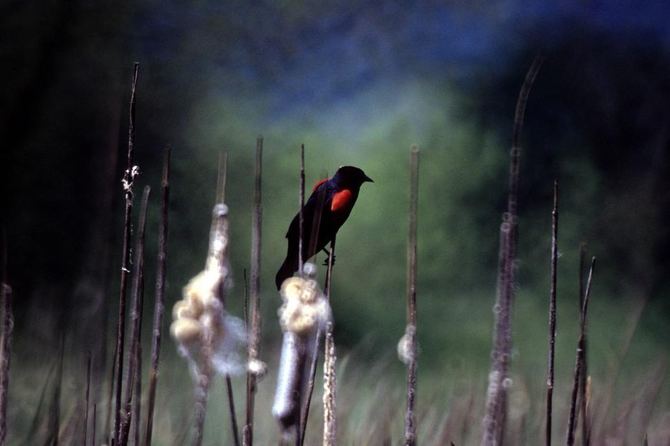 Free Image of Red winged blackbird 