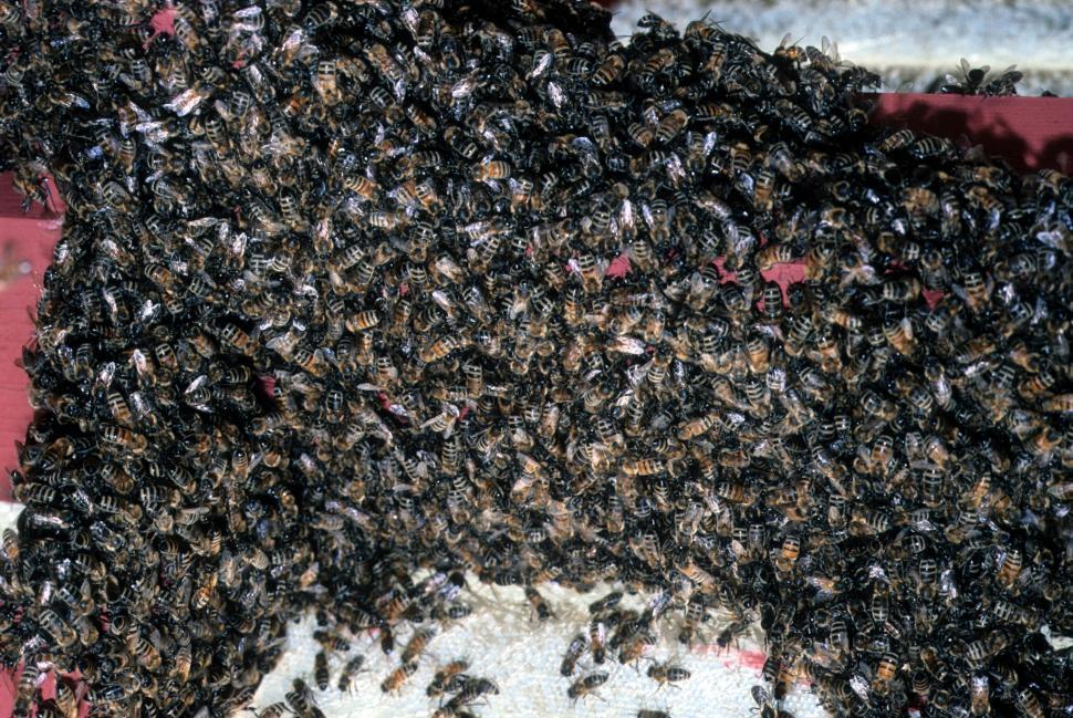 Free Image of Swarm of bees 