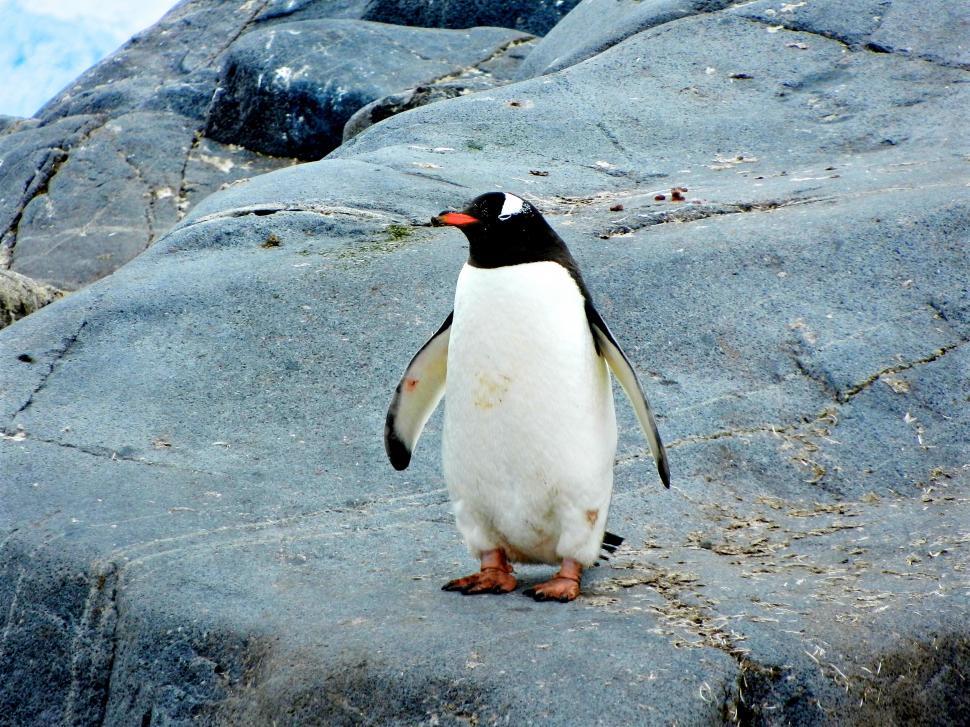 Free Image of Gentoo penguin standing on rocky terrain 