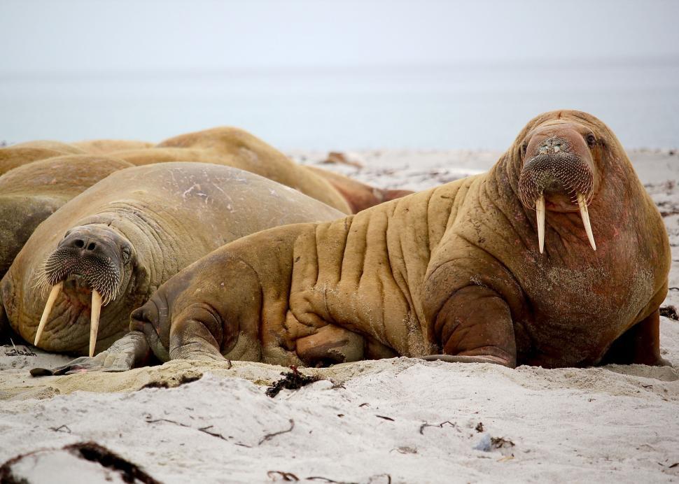 Free Image of Walruses resting on a sandy beach 