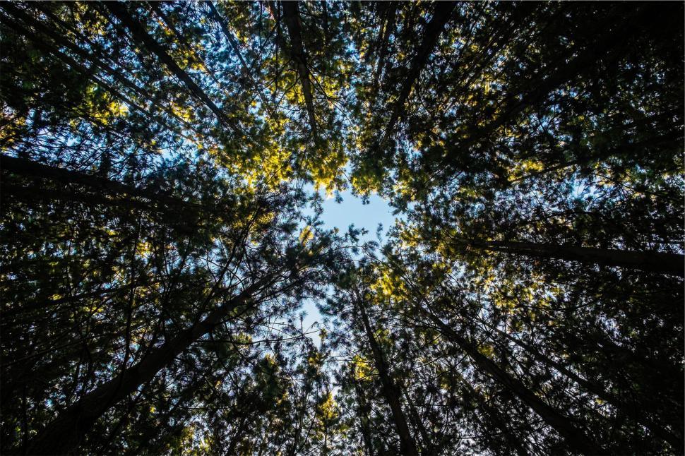 Free Image of Looking up at a sunlit forest canopy 