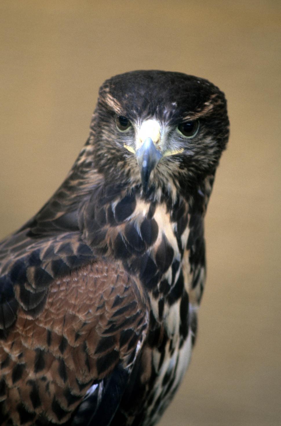 Free Image of Red tailed hawk 