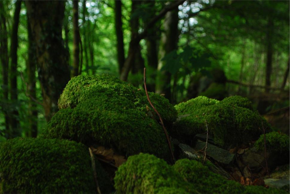 Free Image of Moss-covered stones in a tranquil forest 