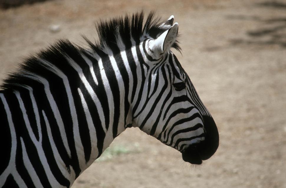 Free Image of Zebra head 