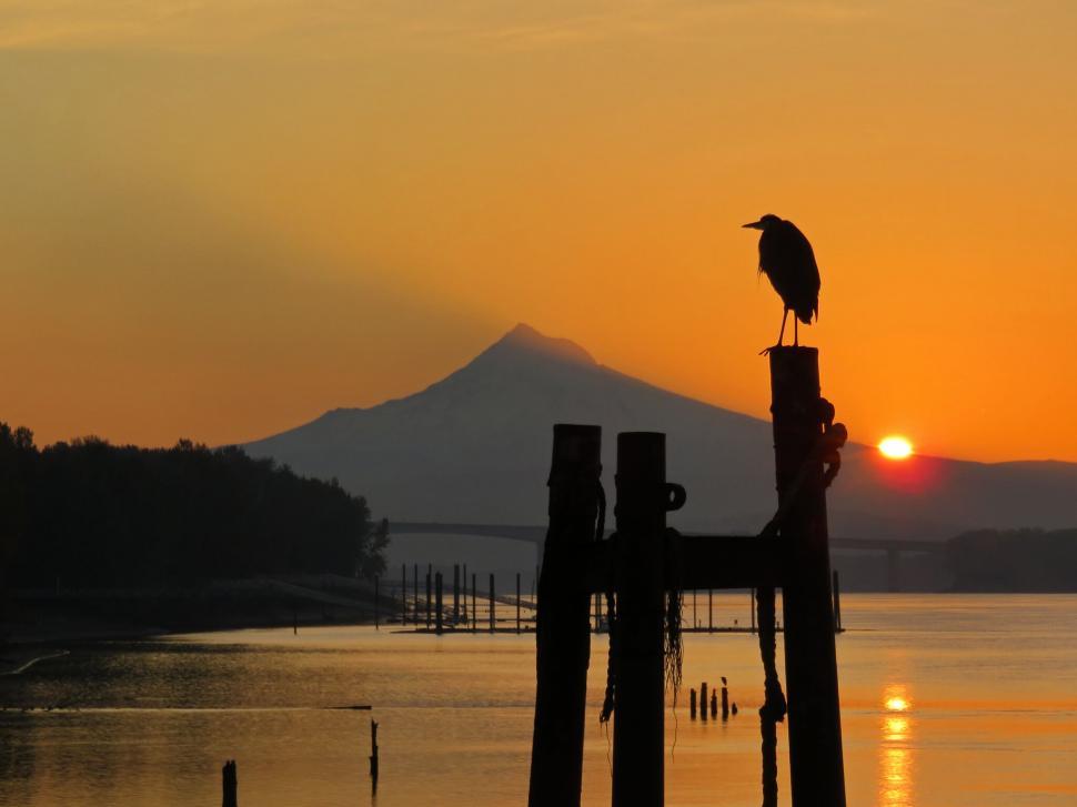 Free Image of Bird silhouette against sunset with mountain 