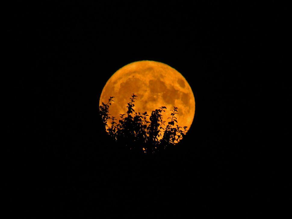Free Image of Full moon rising behind silhouetted foliage 