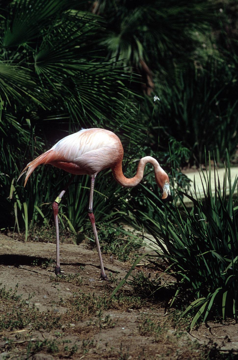 Free Image of Pink flamingo 