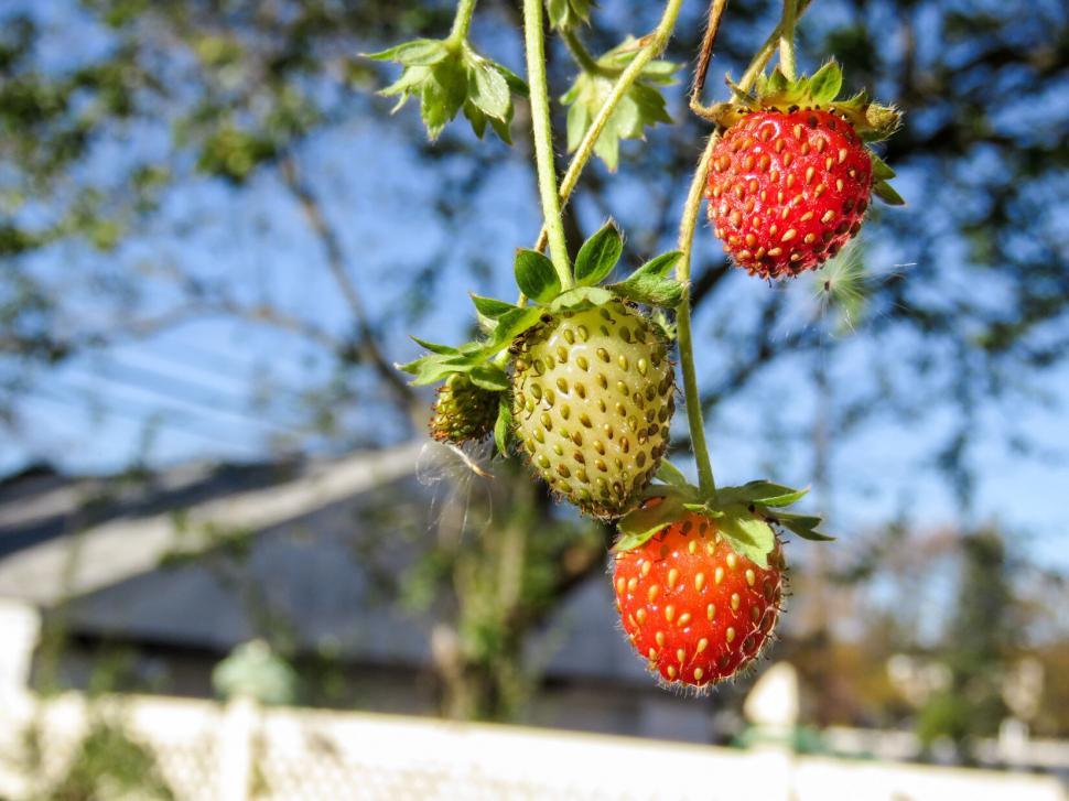 Free Image of Red strawberries hanging on plant 