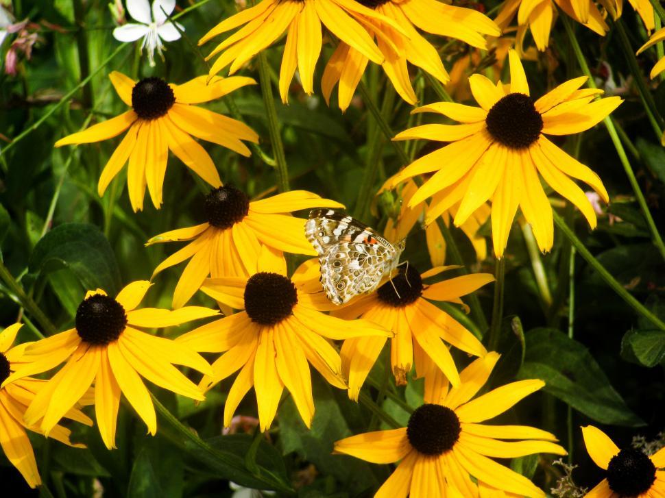 Free Image of Bright yellow flowers with visiting butterfly 