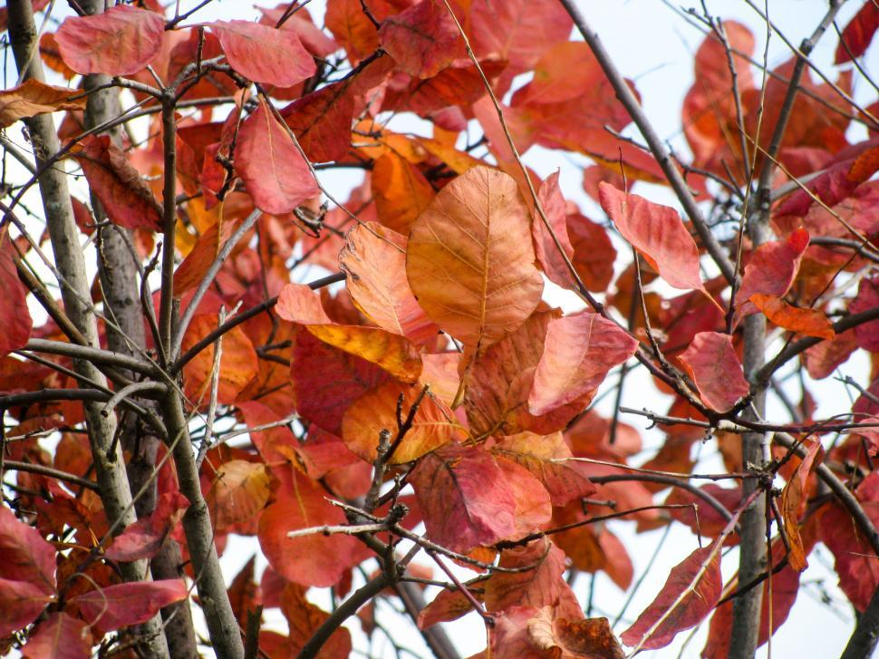 Free Image of Autumn leaves on bare branches against sky 