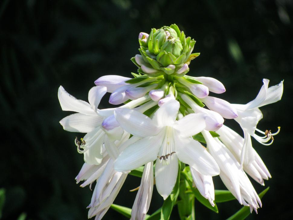 Free Image of White bell-shaped cluster of flowers 