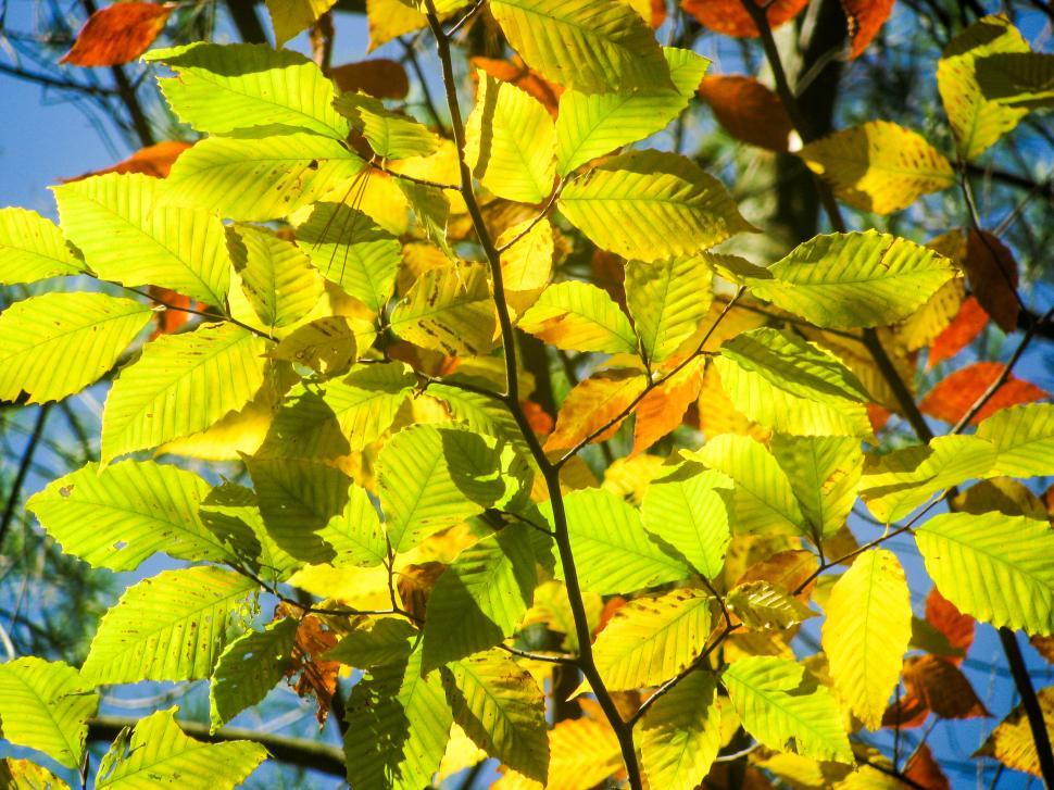 Free Image of Sunlit autumn leaves against a blue sky 