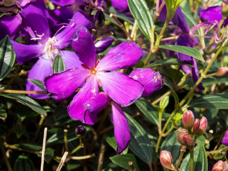 Free Image of Close-up of vibrant purple periwinkle flowers 