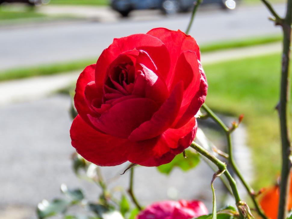 Free Image of Single red rose in sharp focus against blur 