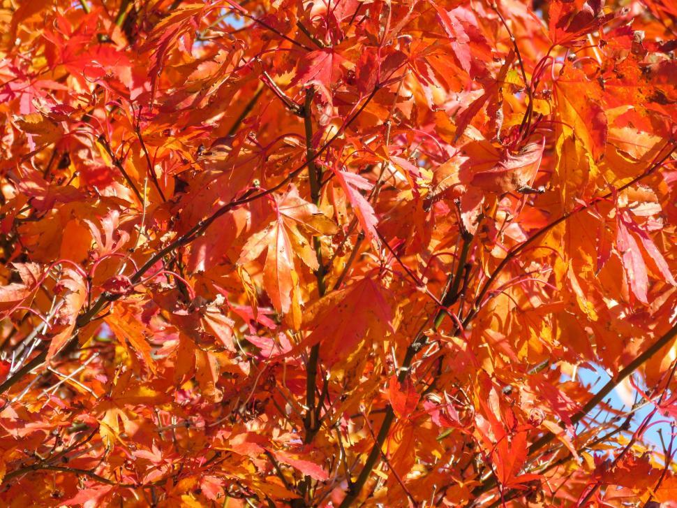 Free Image of Vibrant autumn leaves against blue sky 