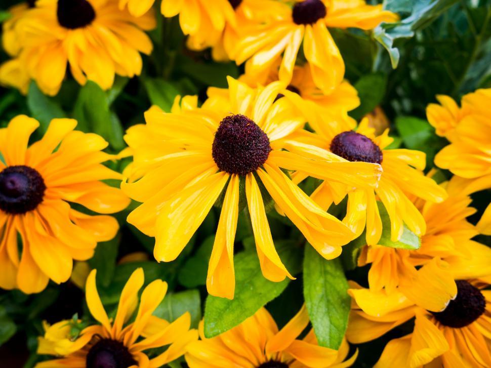 Free Image of Close-up of vibrant yellow coneflowers 