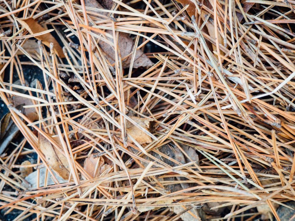Free Image of Close-up of pine needles and leaves on ground 