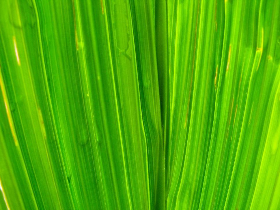 Free Image of Leaf pattern texture in green shades 