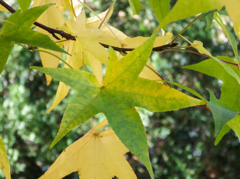 Free Image of Autumnal yellow maple leaves with green hints 