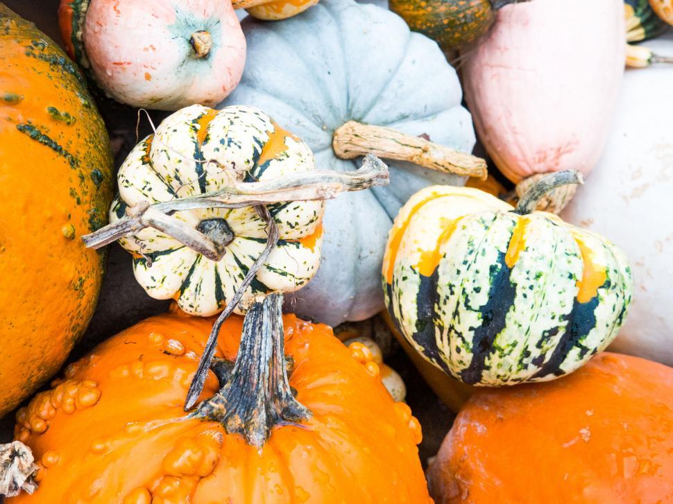 Free Image of Variety of colorful autumn pumpkins 