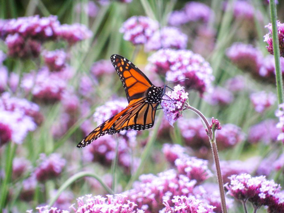 Free Image of Monarch butterfly on purple flowers 