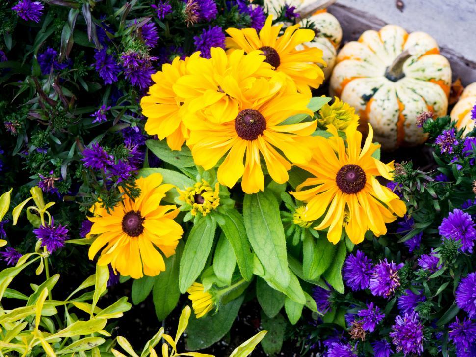 Free Image of Vibrant yellow and purple flowers arrangement 